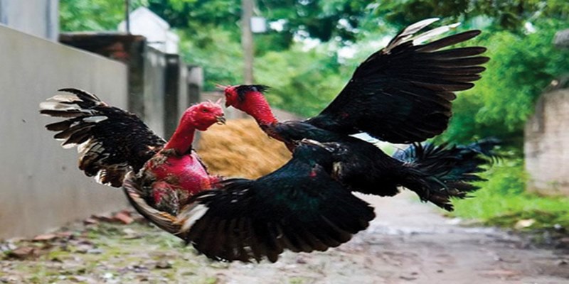 Bật Mí Bí Quyết Chơi Đá Gà Jun88 Hiệu Quả Nhất 5 msn.radio.fm